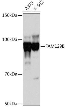 Niban-like protein Antibody in Western Blot (WB)