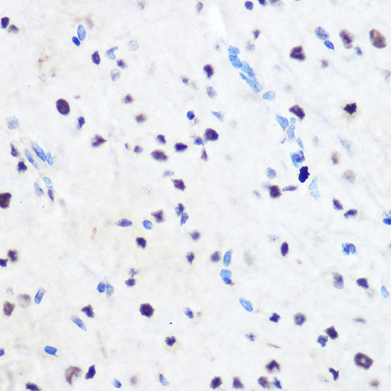 ZNF207 Antibody in Immunohistochemistry (Paraffin) (IHC (P))