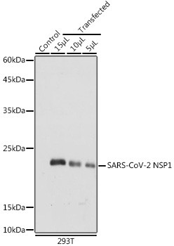 SARS-CoV-2 NSP1 Antibody in Western Blot (WB)