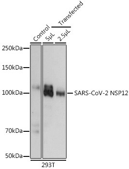SARS-CoV-2 NSP12 Antibody in Western Blot (WB)