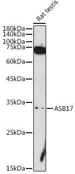 ASB17 Antibody in Western Blot (WB)