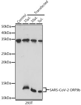 SARS-CoV-2 ORF9b Antibody in Western Blot (WB)