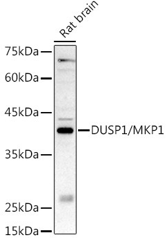 MKP-1 Antibody in Western Blot (WB)