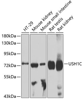 USH1C Antibody in Western Blot (WB)