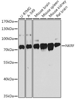 NKRF Antibody in Western Blot (WB)