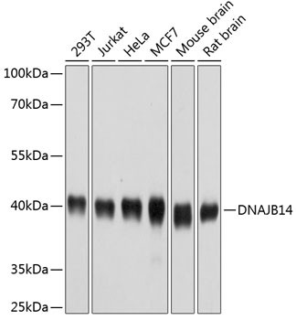 DNAJB14 Antibody in Western Blot (WB)