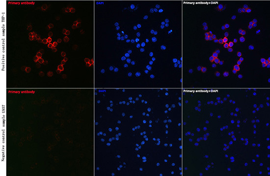 CD81 Antibody in Immunocytochemistry (ICC/IF)