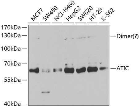ATIC Antibody in Western Blot (WB)