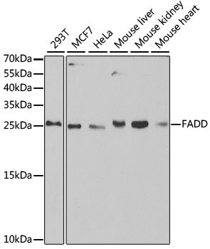 FADD Antibody in Western Blot (WB)