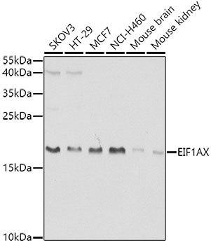 eIF1AX Antibody in Western Blot (WB)