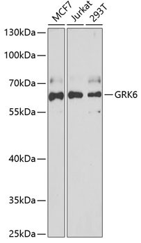 GRK6 Antibody in Western Blot (WB)