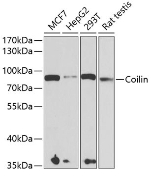 Coilin Antibody in Western Blot (WB)