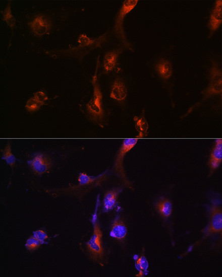 NFS1 Antibody in Immunocytochemistry (ICC/IF)