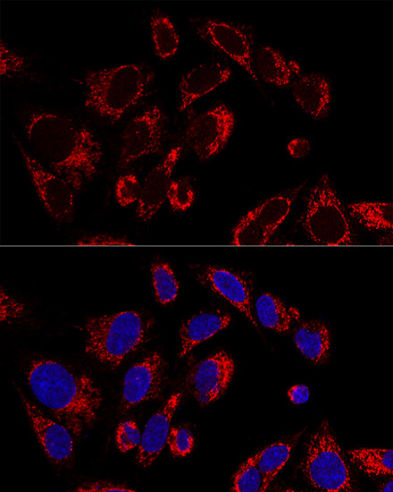 SSBP1 Antibody in Immunocytochemistry (ICC/IF)