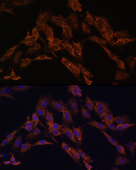 ENOX2 Antibody in Immunocytochemistry (ICC/IF)