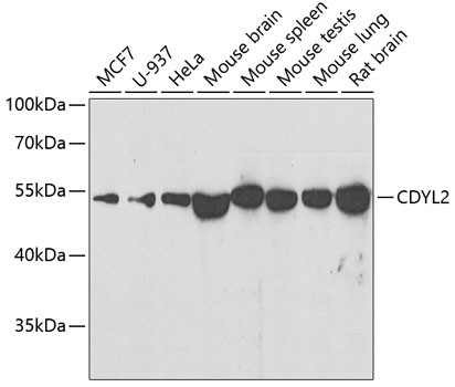 CDYL2 Antibody in Western Blot (WB)