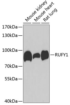 RUFY1 Antibody in Western Blot (WB)