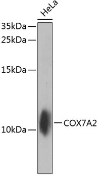 COX7A2 Antibody in Western Blot (WB)