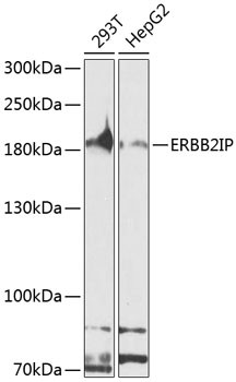 Erbin Antibody in Western Blot (WB)