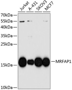 MRFAP1 Antibody in Western Blot (WB)