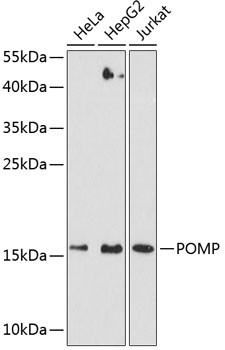 POMP Antibody in Western Blot (WB)