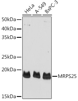 MRPS25 Antibody in Western Blot (WB)