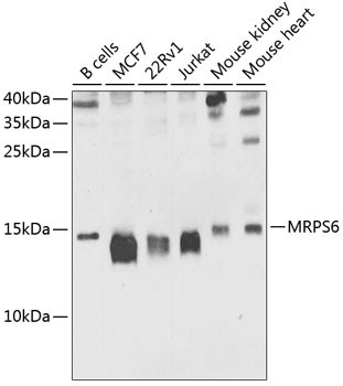MRPS6 Antibody in Western Blot (WB)