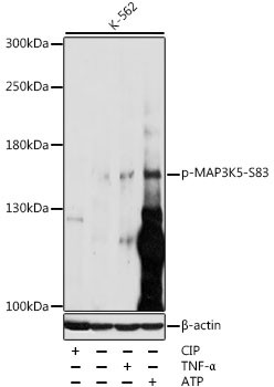 Phospho-ASK1 (Ser83) Antibody in Western Blot (WB)