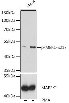Phospho-MEK1 (Ser217) Antibody in Western Blot (WB)
