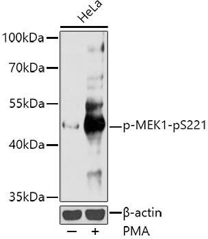 Phospho-MEK1 (Ser221) Antibody in Western Blot (WB)