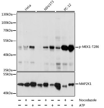 Phospho-MEK1 (Thr286) Antibody in Western Blot (WB)