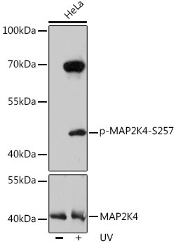 Phospho-MAP2K4 (Ser257) Antibody in Western Blot (WB)