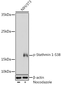 Phospho-Stathmin 1 (Ser38) Antibody in Western Blot (WB)
