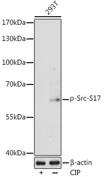 Phospho-SRC (Ser17) Antibody in Western Blot (WB)