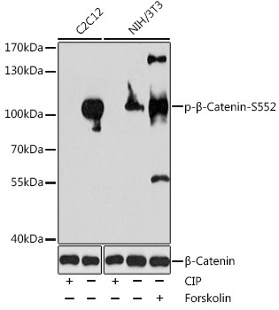 Phospho-beta Catenin (Ser552) Antibody in Western Blot (WB)