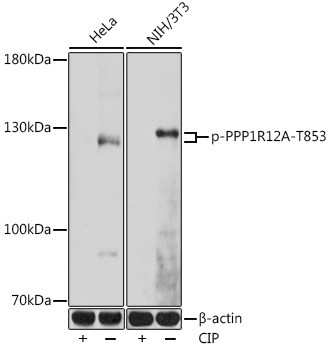 Phospho-MYPT1 (Thr853) Antibody in Western Blot (WB)