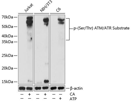 Phospho-(Ser/Thr) ATM + ATR Substrate Antibody in Western Blot (WB)