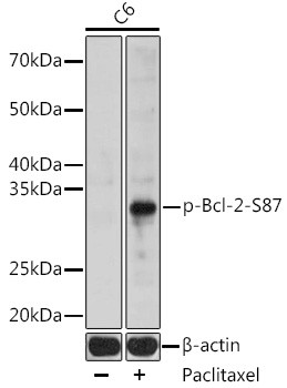 Phospho-Bcl-2 (Ser87) Antibody in Western Blot (WB)