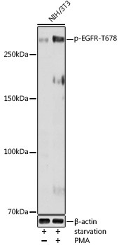 Phospho-EGFR (Thr678) Antibody in Western Blot (WB)