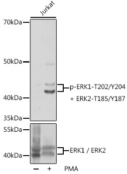 Phospho-ERK1/2 (Thr202, Tyr204) Antibody in Western Blot (WB)