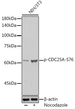 Phospho-Cdc25A (Ser76) Antibody in Western Blot (WB)