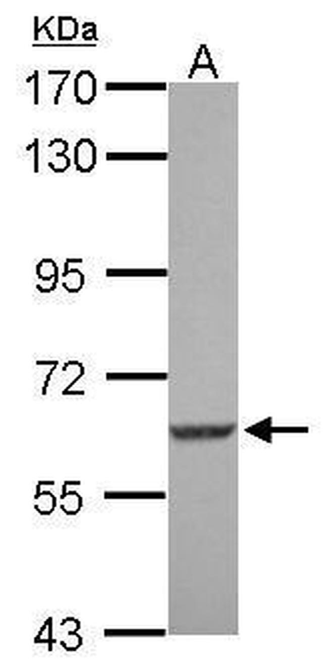 SGK3 Antibody in Western Blot (WB)