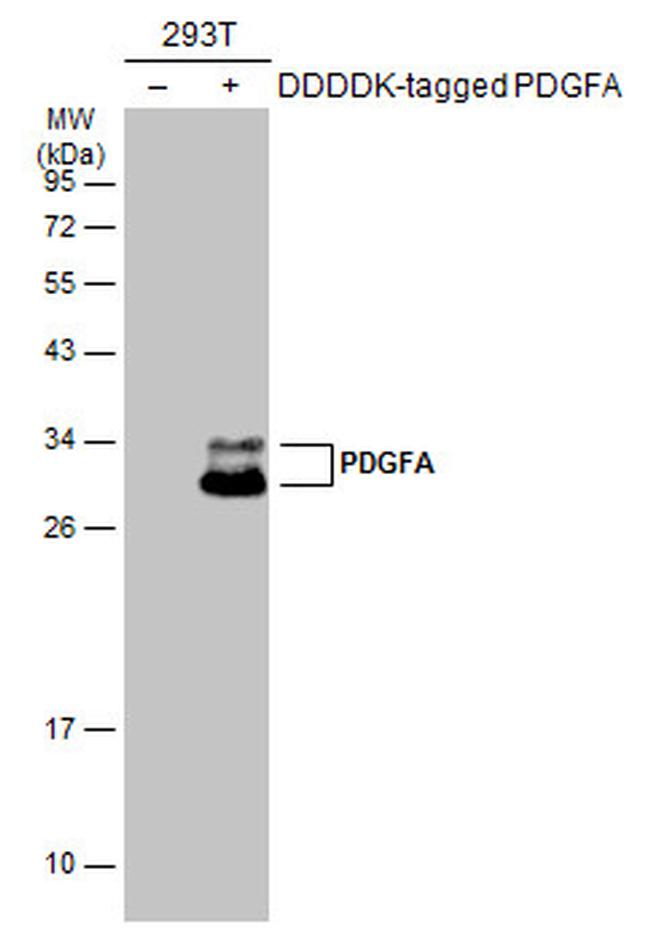 PDGFA Antibody in Western Blot (WB)