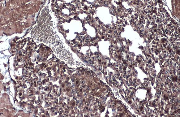 WNT9A Antibody in Immunohistochemistry (Paraffin) (IHC (P))