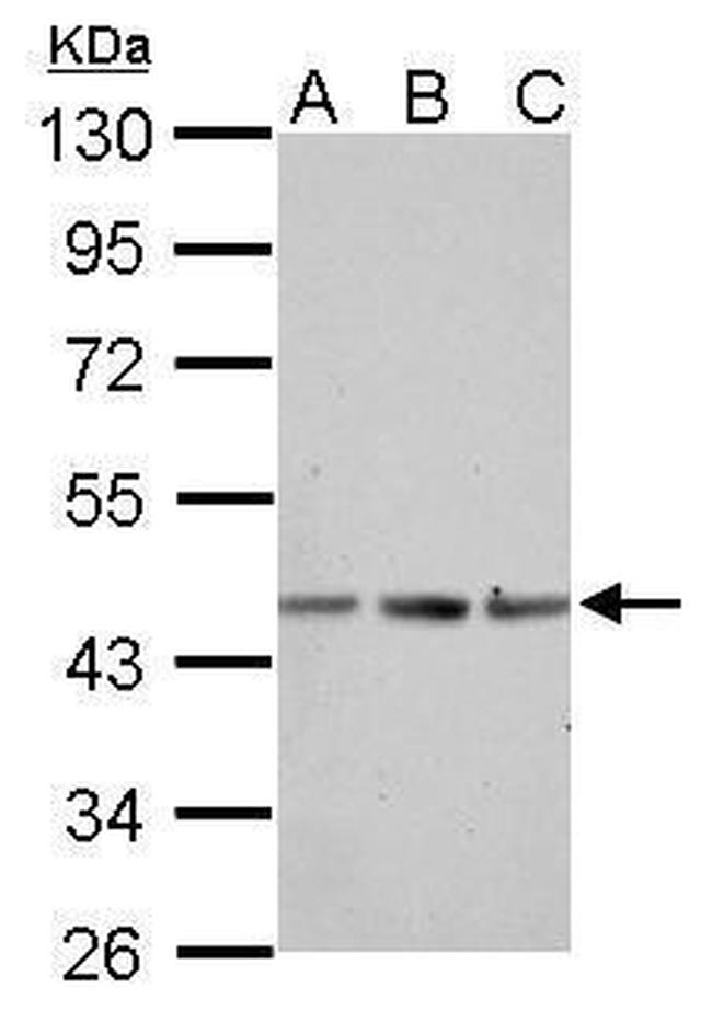 ACTA1 Antibody in Western Blot (WB)