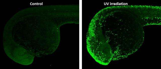 Phospho-Histone H2A.X (Ser139) Antibody in Immunohistochemistry (Paraffin) (IHC (P))