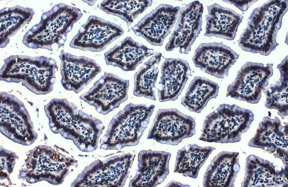 Histone H4 Antibody in Immunohistochemistry (Paraffin) (IHC (P))