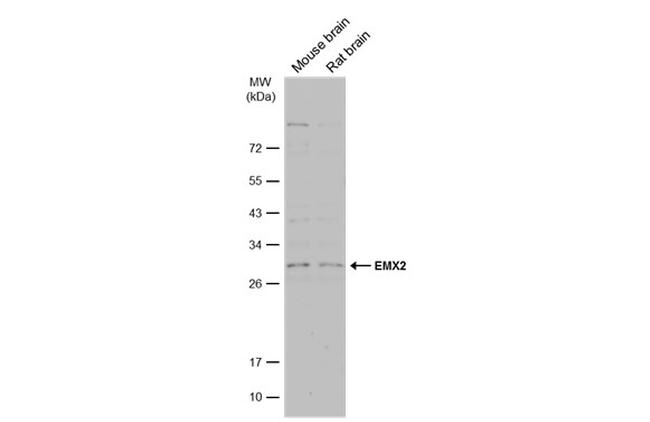 EMX2 Antibody in Western Blot (WB)
