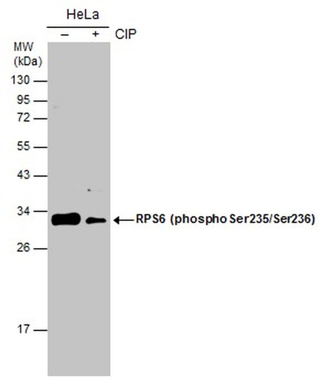 Phospho-RPS6 (Ser235, Ser236) Antibody in Western Blot (WB)