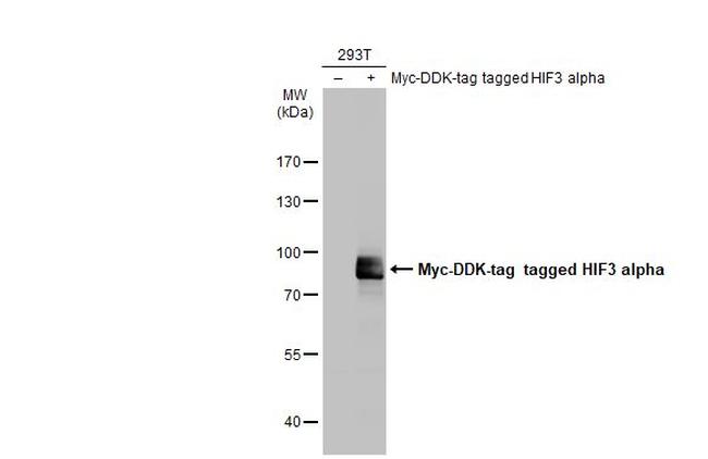 HIF3A Antibody in Western Blot (WB)